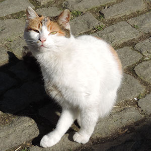 chat