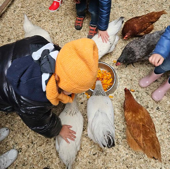 poules